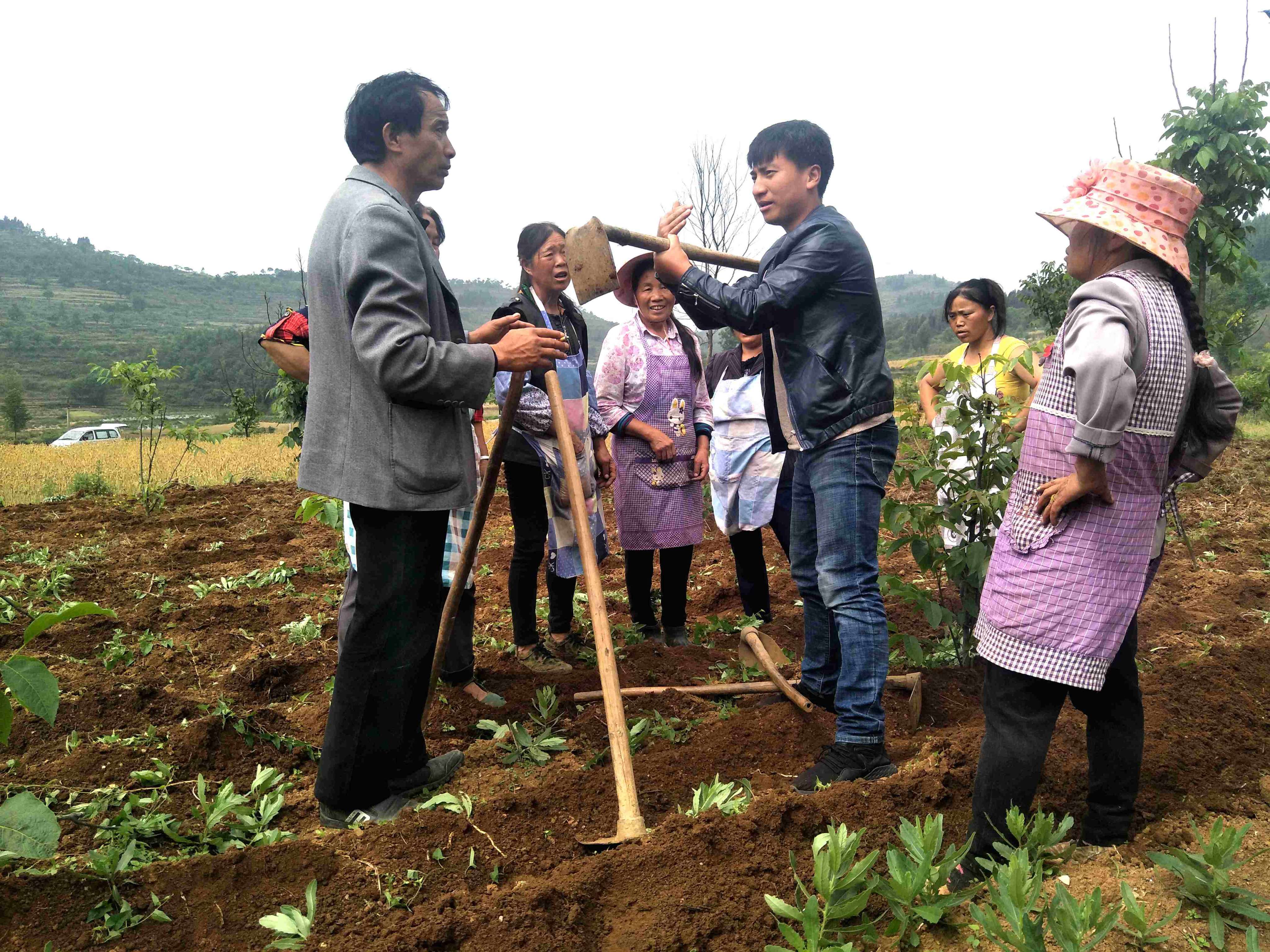 汉伏波公司技术员深入田间地头指导农民种植